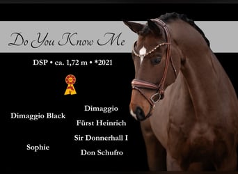 Caballo de deporte alemán, Caballo castrado, 5 años, 172 cm, Castaño