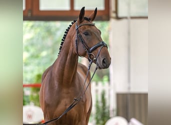 Caballo de deporte alemán, Caballo castrado, 5 años, 172 cm, Castaño