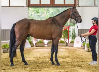 Caballo de deporte alemán, Caballo castrado, 5 años, 172 cm, Castaño