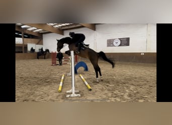 Caballo de deporte alemán, Caballo castrado, 5 años, 172 cm, Castaño