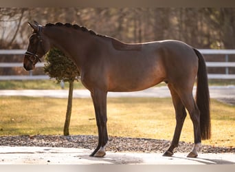 Caballo de deporte alemán, Caballo castrado, 5 años, 172 cm, Castaño oscuro
