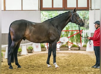 Caballo de deporte alemán, Caballo castrado, 5 años, 172 cm, Castaño oscuro