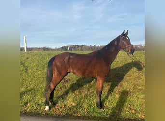 Caballo de deporte alemán, Caballo castrado, 5 años, 172 cm, Castaño oscuro
