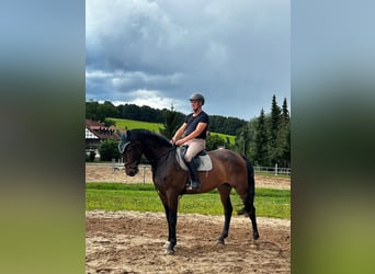 Caballo de deporte alemán, Caballo castrado, 5 años, 172 cm, Castaño oscuro