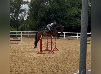 Caballo de deporte alemán, Caballo castrado, 5 años, 172 cm, Castaño oscuro