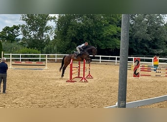 Caballo de deporte alemán, Caballo castrado, 5 años, 172 cm, Castaño oscuro