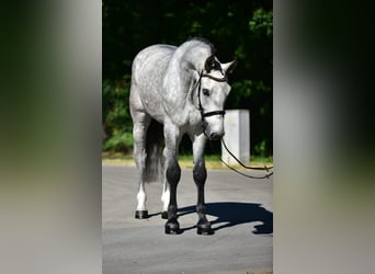 Caballo de deporte alemán, Caballo castrado, 5 años, 172 cm, Tordo