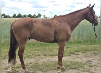 Caballo de deporte alemán, Caballo castrado, 5 años, 174 cm, Alazán