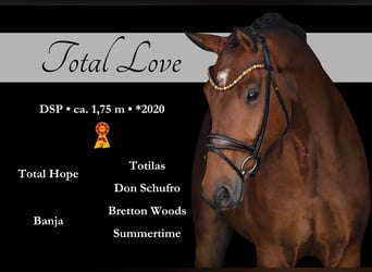 Caballo de deporte alemán, Caballo castrado, 5 años, 174 cm, Castaño
