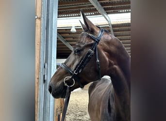Caballo de deporte alemán, Caballo castrado, 5 años, 174 cm, Castaño