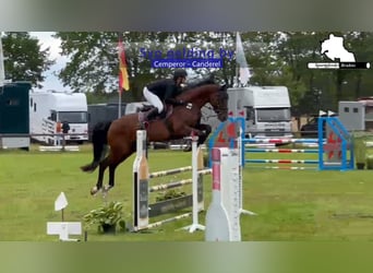 Caballo de deporte alemán, Caballo castrado, 5 años, 174 cm, Castaño oscuro
