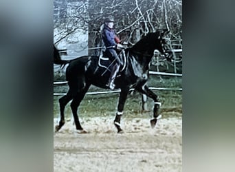Caballo de deporte alemán, Caballo castrado, 5 años, 174 cm, Negro