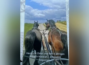 Caballo de deporte alemán, Caballo castrado, 5 años, 174 cm, Negro