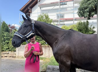 Caballo de deporte alemán, Caballo castrado, 5 años, 174 cm, Negro