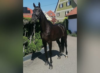 Caballo de deporte alemán, Caballo castrado, 5 años, 174 cm, Negro