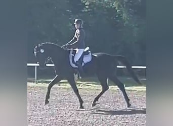 Caballo de deporte alemán, Caballo castrado, 5 años, 174 cm, Negro