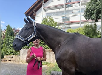Caballo de deporte alemán, Caballo castrado, 5 años, 174 cm, Negro