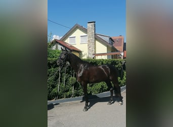 Caballo de deporte alemán, Caballo castrado, 5 años, 174 cm, Negro