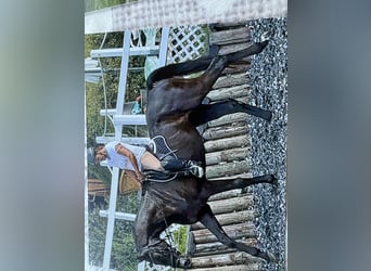 Caballo de deporte alemán, Caballo castrado, 5 años, 174 cm, Negro