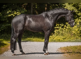 Caballo de deporte alemán, Caballo castrado, 5 años, 174 cm, Negro