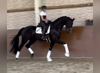Caballo de deporte alemán, Caballo castrado, 5 años, 174 cm, Negro
