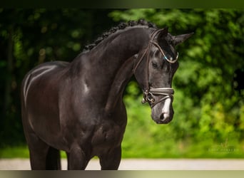 Caballo de deporte alemán, Caballo castrado, 5 años, 174 cm, Negro