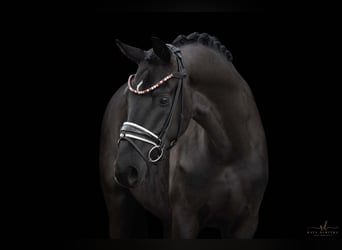 Caballo de deporte alemán, Caballo castrado, 5 años, 174 cm, Negro