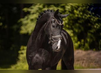 Caballo de deporte alemán, Caballo castrado, 5 años, 174 cm, Negro