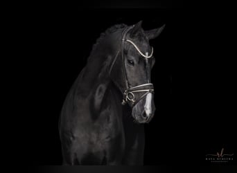 Caballo de deporte alemán, Caballo castrado, 5 años, 174 cm, Negro