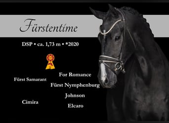 Caballo de deporte alemán, Caballo castrado, 5 años, 174 cm, Negro