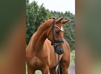 Caballo de deporte alemán, Caballo castrado, 5 años, 175 cm, Alazán