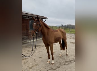 Caballo de deporte alemán, Caballo castrado, 5 años, 175 cm, Alazán-tostado