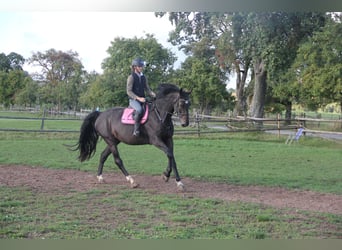 Caballo de deporte alemán, Caballo castrado, 5 años, 175 cm, Castaño oscuro
