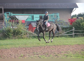 Caballo de deporte alemán, Caballo castrado, 5 años, 175 cm, Castaño oscuro