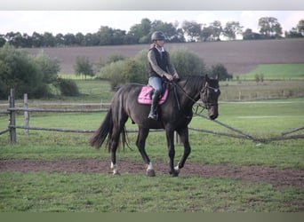 Caballo de deporte alemán, Caballo castrado, 5 años, 175 cm, Castaño oscuro