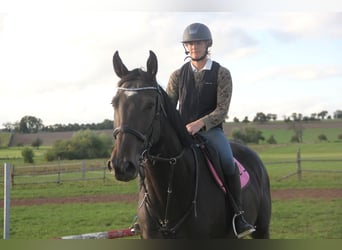 Caballo de deporte alemán, Caballo castrado, 5 años, 175 cm, Castaño oscuro