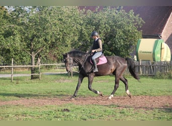 Caballo de deporte alemán, Caballo castrado, 5 años, 175 cm, Castaño oscuro