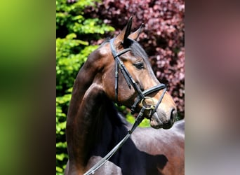 Caballo de deporte alemán, Caballo castrado, 5 años, 175 cm, Morcillo