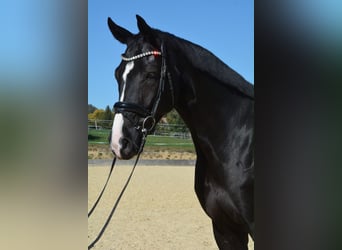Caballo de deporte alemán, Caballo castrado, 5 años, 175 cm, Negro