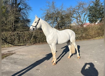 Caballo de deporte alemán, Caballo castrado, 5 años, 175 cm, Tordo