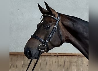 Caballo de deporte alemán, Caballo castrado, 5 años, 176 cm, Castaño oscuro