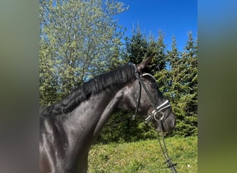 Caballo de deporte alemán, Caballo castrado, 5 años, 177 cm, Negro