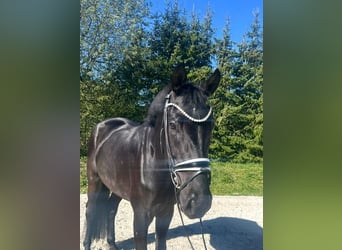 Caballo de deporte alemán, Caballo castrado, 5 años, 177 cm, Negro