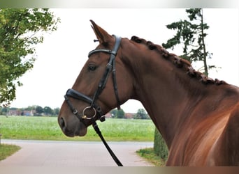 Caballo de deporte alemán, Caballo castrado, 5 años, 178 cm, Alazán