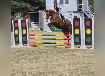 Caballo de deporte alemán, Caballo castrado, 5 años, 178 cm, Alazán