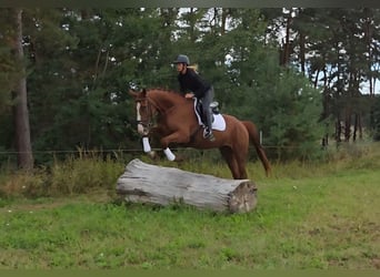 Caballo de deporte alemán, Caballo castrado, 5 años, 178 cm, Alazán