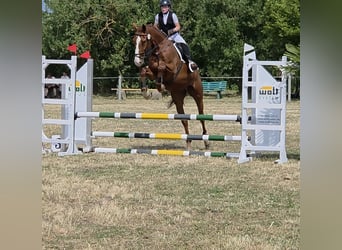 Caballo de deporte alemán, Caballo castrado, 5 años, 178 cm, Alazán