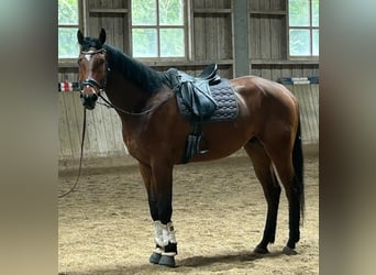 Caballo de deporte alemán, Caballo castrado, 5 años, 178 cm, Castaño