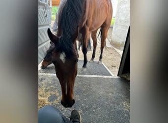 Caballo de deporte alemán, Caballo castrado, 5 años, 178 cm, Castaño