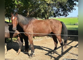 Caballo de deporte alemán, Caballo castrado, 5 años, 178 cm, Castaño